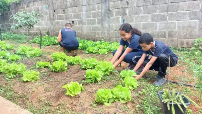 Alunos da Escola Célia de Melo transformam terreno ocioso em fonte de alimentação saudável e cidadania