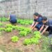 Alunos da Escola Célia de Melo transformam terreno ocioso em fonte de alimentação saudável e cidadania