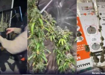 Mulher é presa por cultivar e vender ‘maconha gourmet’ em Minas Gerais