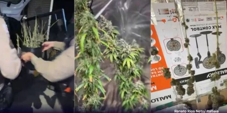 Mulher é presa por cultivar e vender ‘maconha gourmet’ em Minas Gerais