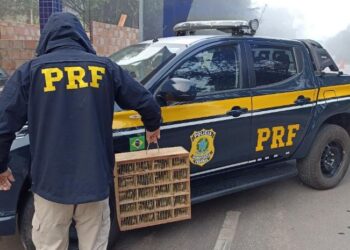109 pássaros silvestres são resgatados na BR-267, no Sul de Minas; aves seriam vendidas no Rio