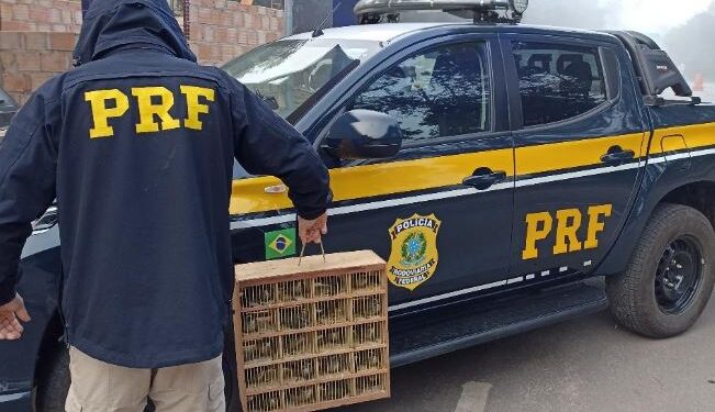 109 pássaros silvestres são resgatados na BR-267, no Sul de Minas; aves seriam vendidas no Rio