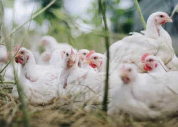Governo confirma primeiro foco de gripe aviária em granja comercial no Brasil e detalha riscos