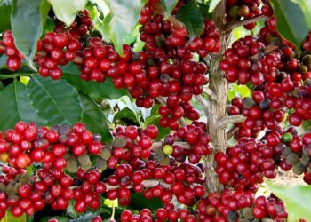 Com preço da saca em alta, produtores do Sul de Minas enfrentam onda de furtos em lavouras de café