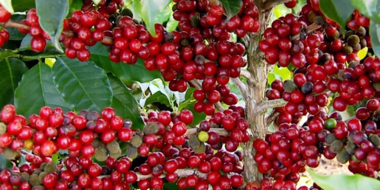 Com preço da saca em alta, produtores do Sul de Minas enfrentam onda de furtos em lavouras de café