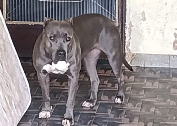 Em Arcos: pitbull solto em via pública assusta moradores do bairro Brasília