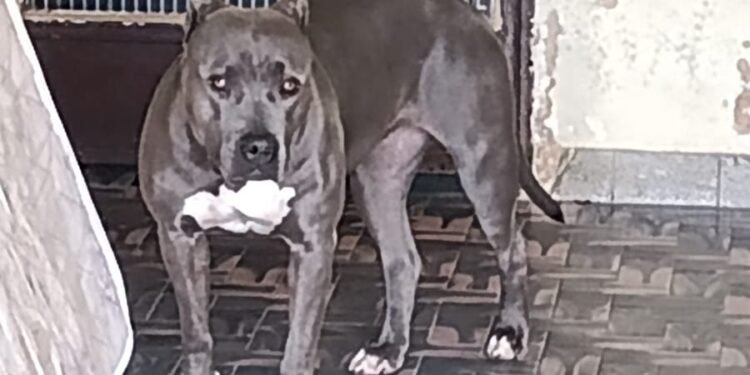 Em Arcos: pitbull solto em via pública assusta moradores do bairro Brasília