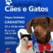 Prefeitura de Formiga realiza castração gratuita de cães e gatos