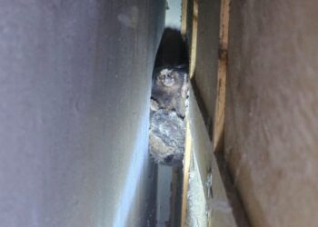 Bombeiros capturam sagui dentro de residência no bairro Jardim Alvorada, em Formiga