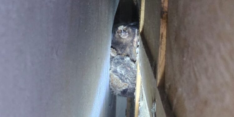 Bombeiros capturam sagui dentro de residência no bairro Jardim Alvorada, em Formiga