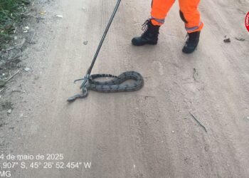 Jiboia é resgatada pelo Corpo de Bombeiros na sede campestre do Clube Centenário