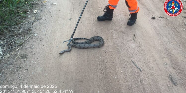 Jiboia é resgatada pelo Corpo de Bombeiros na sede campestre do Clube Centenário