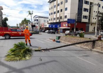 Árvore com risco iminente de queda é cortada pelos bombeiros no Centro de Arcos