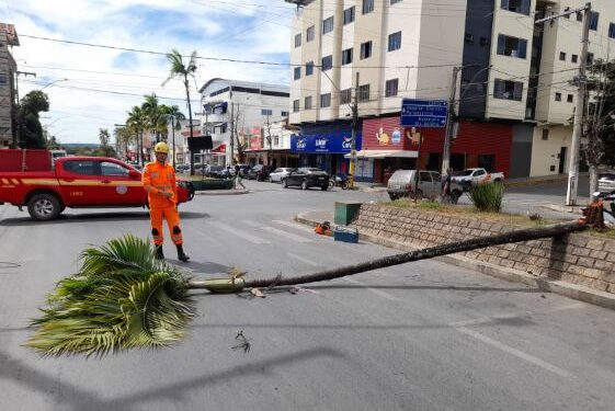 Árvore com risco iminente de queda é cortada pelos bombeiros no Centro de Arcos