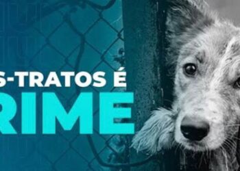 Homem é preso por maus-tratos a animais e quatro cães são resgatados em Bambuí