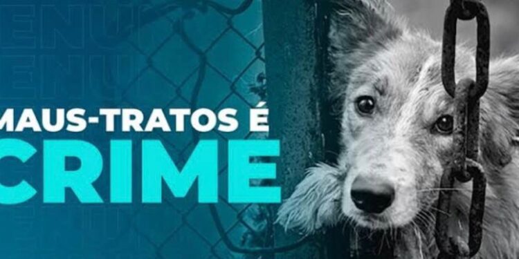 Homem é preso por maus-tratos a animais e quatro cães são resgatados em Bambuí