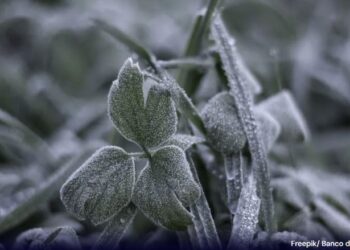 Primeira onda de frio no Brasil se aproxima e pode congelar áreas e trazer neve