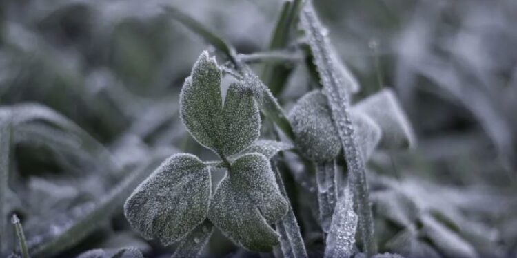 Primeira onda de frio no Brasil se aproxima e pode congelar áreas e trazer neve