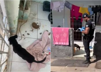 Mulher é presa por suspeita de maus-tratos contra dois cachorros