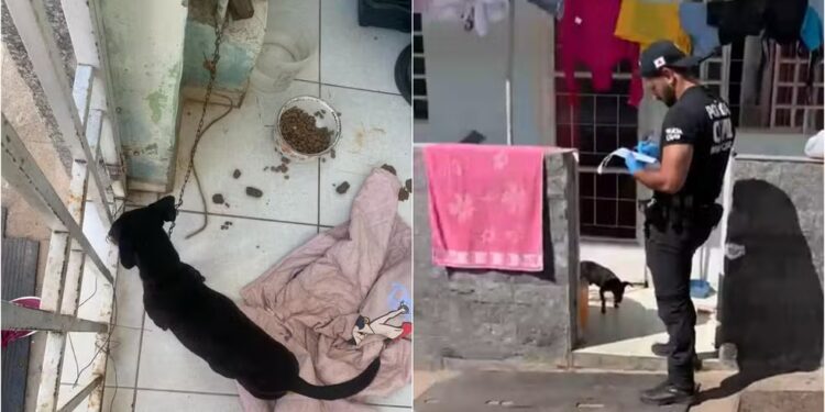 Mulher é presa por suspeita de maus-tratos contra dois cachorros