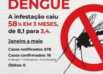 Formiga reduz infestação da dengue e retoma estado de normalidade