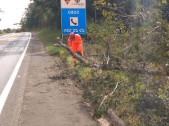 Bombeiros removem árvore caída que bloqueava pista da MG-050 em Formiga