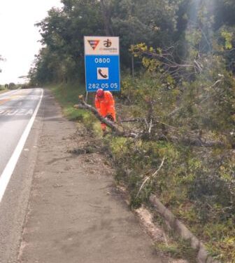 Bombeiros removem árvore caída que bloqueava pista da MG-050 em Formiga