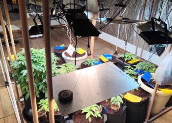 Reintegração de posse revela laboratório  para a plantação de maconha no bairro Santo Antônio