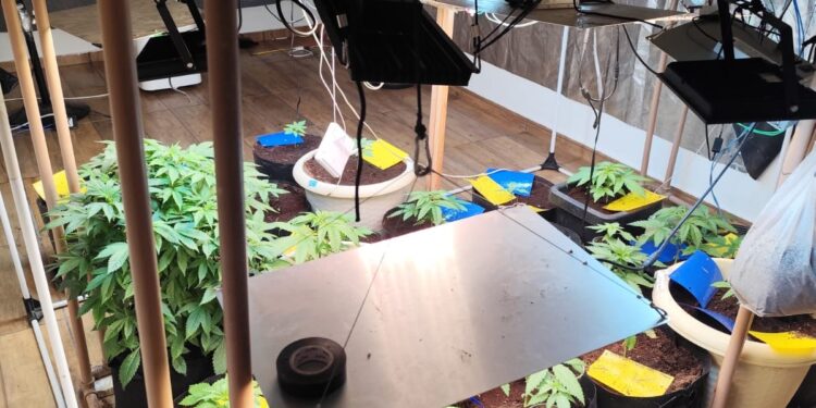 Reintegração de posse revela laboratório  para a plantação de maconha no bairro Santo Antônio