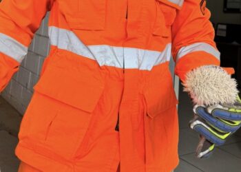 Filhote de porco-espinho albino é resgatado em quintal de residência en Arcos