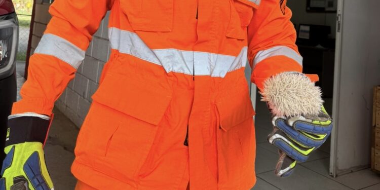 Filhote de porco-espinho albino é resgatado em quintal de residência en Arcos