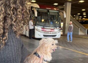 Minas regulamenta transporte de cães e gatos de pequeno porte em ônibus intermunicipais