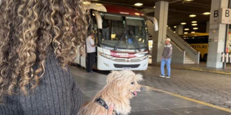 Minas regulamenta transporte de cães e gatos de pequeno porte em ônibus intermunicipais