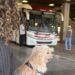 Minas regulamenta transporte de cães e gatos de pequeno porte em ônibus intermunicipais