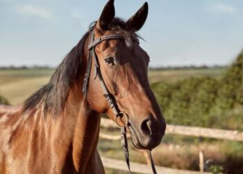 Prefeitura de Formiga abre cadastramento para adoção de animais de grande porte