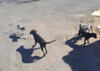 Mulher é presa por abandonar quatro cachorros na rua em Carmo do Cajuru