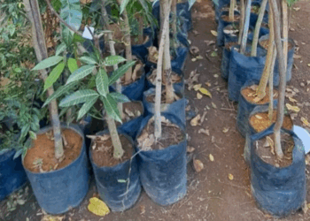 Dono de floricultura é preso suspeito de furtar R$300 mil em plantas de concorrente em Divinópolis