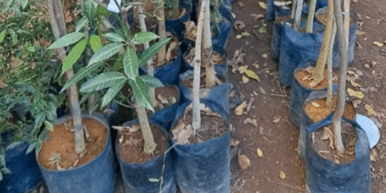 Dono de floricultura é preso suspeito de furtar R$300 mil em plantas de concorrente em Divinópolis