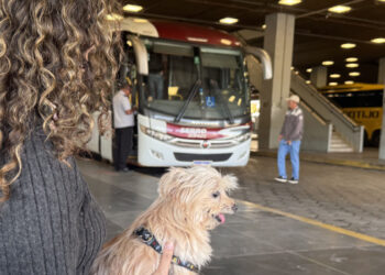 Governo de Minas regulamenta transporte de cães e gatos de pequeno porte em ônibus intermunicipais