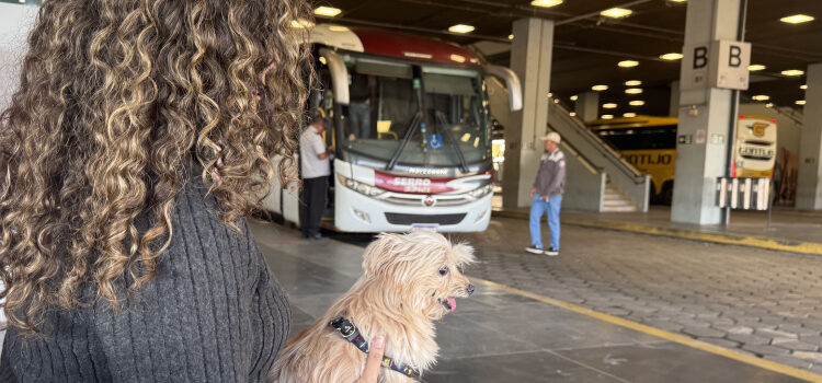 Governo de Minas regulamenta transporte de cães e gatos de pequeno porte em ônibus intermunicipais