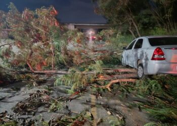 Queda de árvore provoca acidente na BR-354, em Arcos