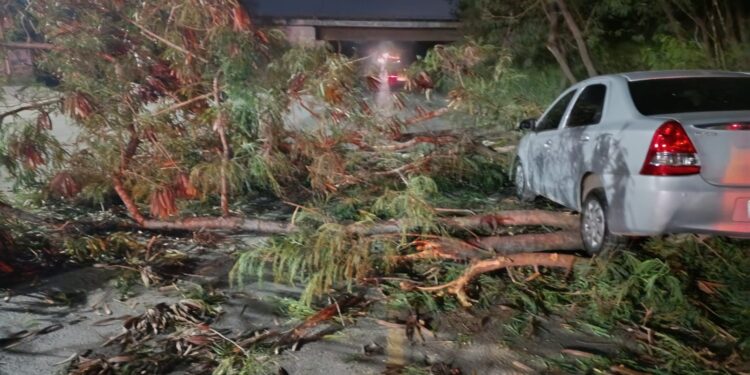 Queda de árvore provoca acidente na BR-354, em Arcos