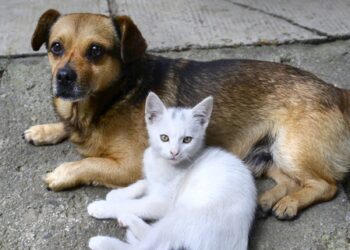 Campanha de Inverno arrecada doações para animais em Formiga