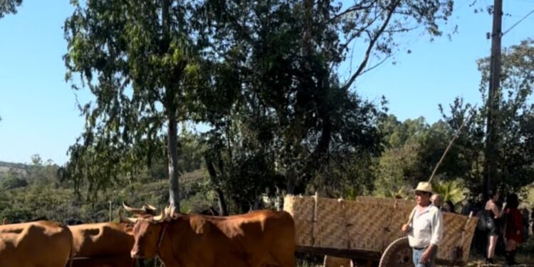 10º Encontro de Carros de Boi revive tradição em Córrego Fundo