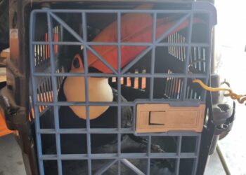 Bombeiros realizam salvamento de tucano ferido em Formiga