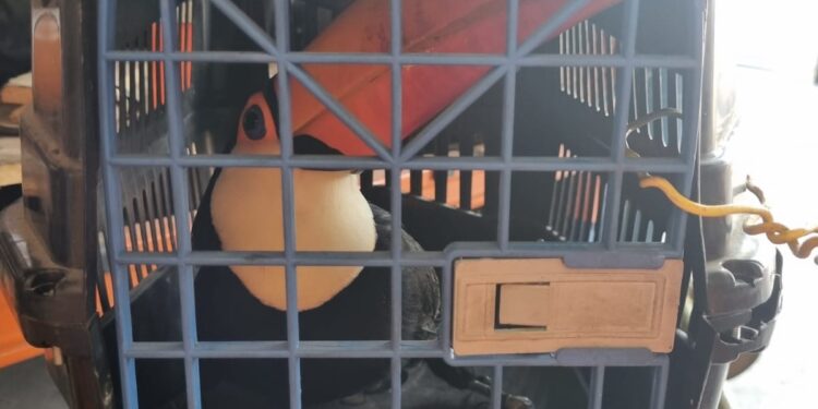 Bombeiros realizam salvamento de tucano ferido em Formiga