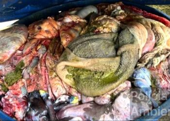 Polícia Militar Ambiental flagra abate clandestino e recupera caminhão furtado em Pará de Minas