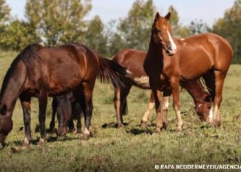 Ração contaminada mata 245 equinos em quatro estados
