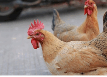 Minas confirma gripe aviária em sítio de Esmeraldas
