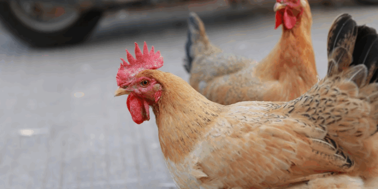 Minas confirma gripe aviária em sítio de Esmeraldas